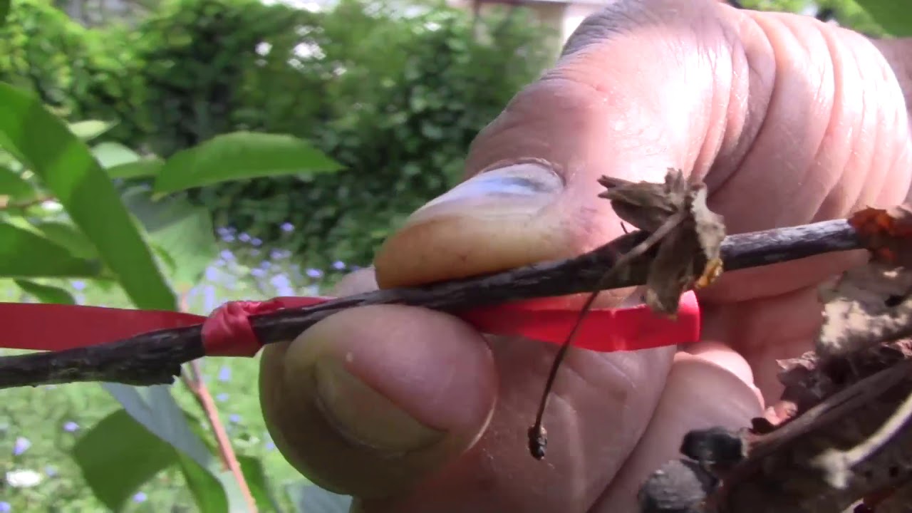 A virágfertőző monília terjedése meggyfában