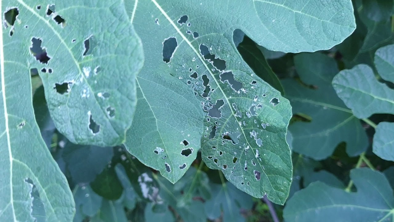 Füge levélmoly kártétele