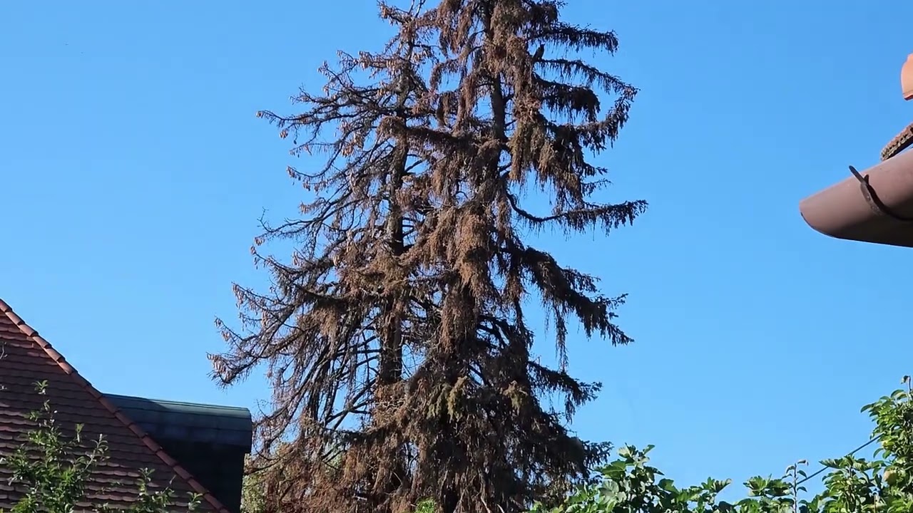 Száradó lucfenyők