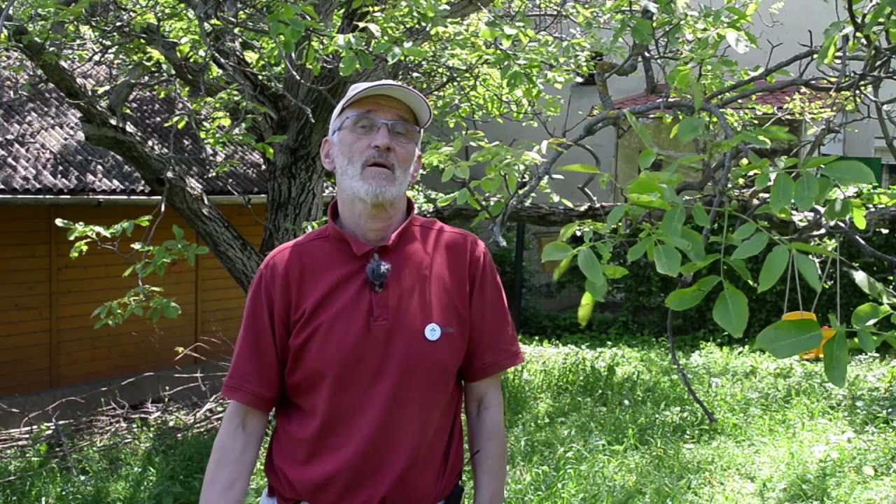 Védekezés a dió baktériumos és gombás fertőzése és a levéltetvek ellen.