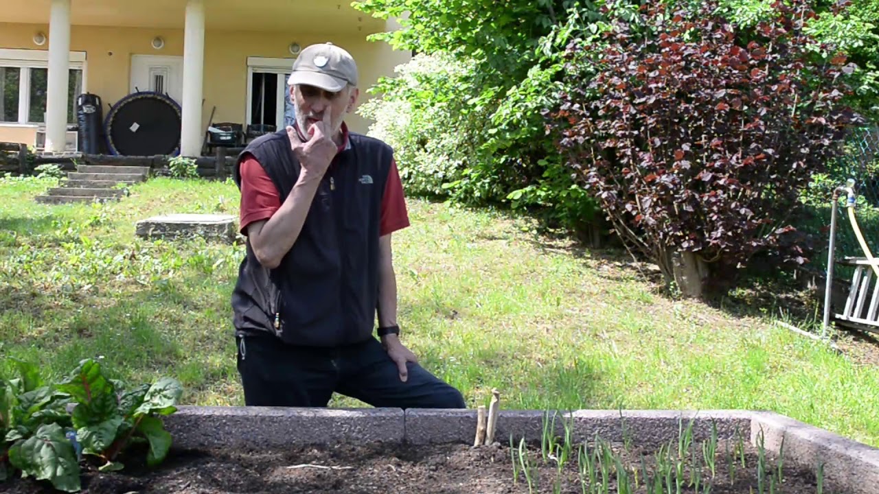 Védekezési módszerek a pajorok ellen