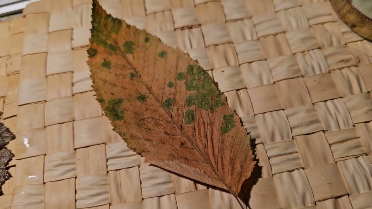 Lisztharmat áttelelési formái