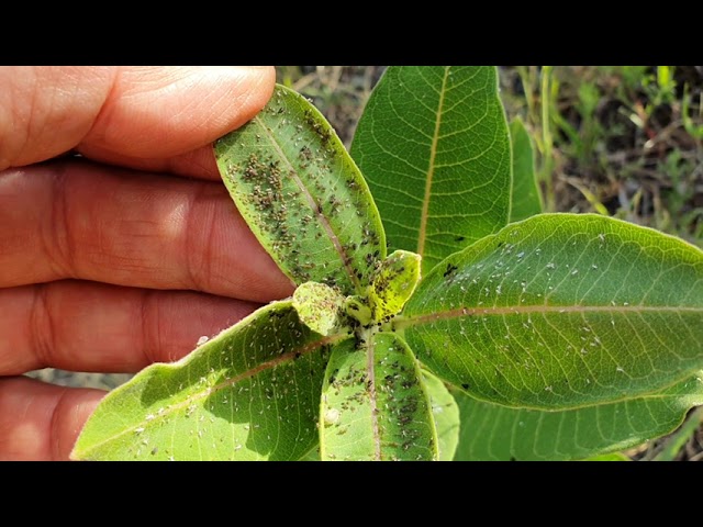 A gyomokat is támadják a kártevők