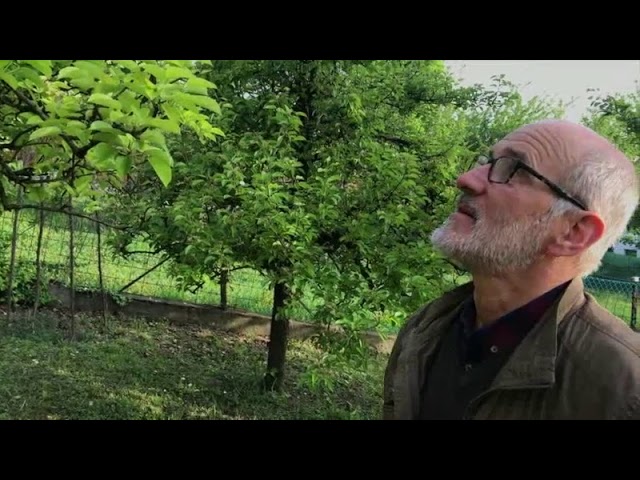 Kiskerti növényvédelem: Körte