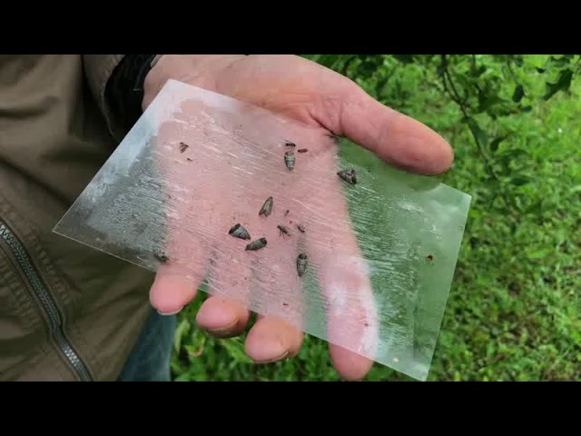 Kiskerti növényvédelem: Alma