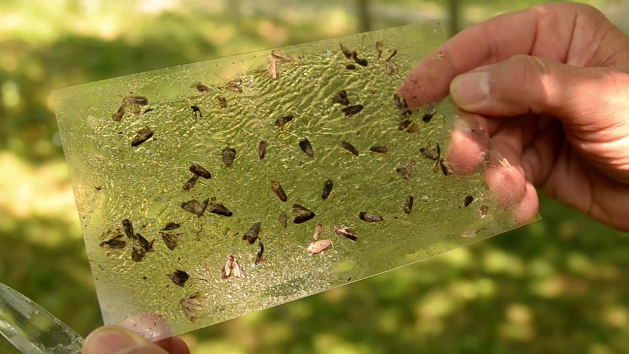 Előrejelző eszközök