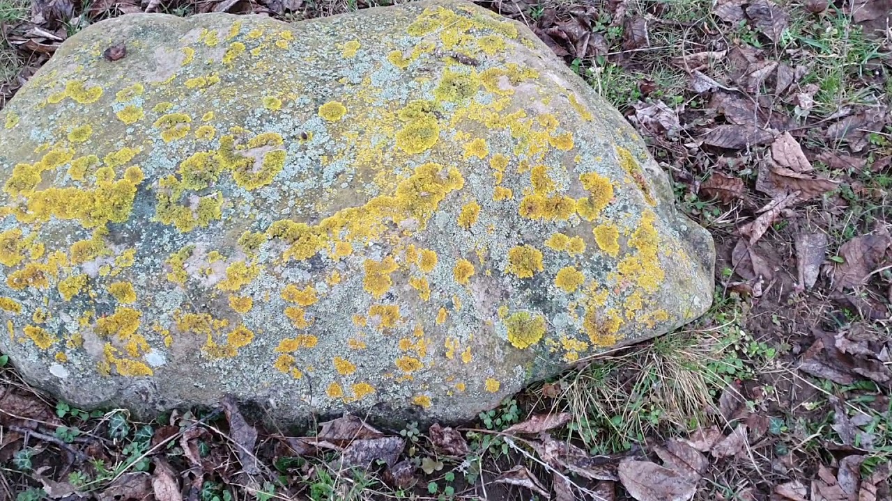 Zuzmó, probléma vagy sem?