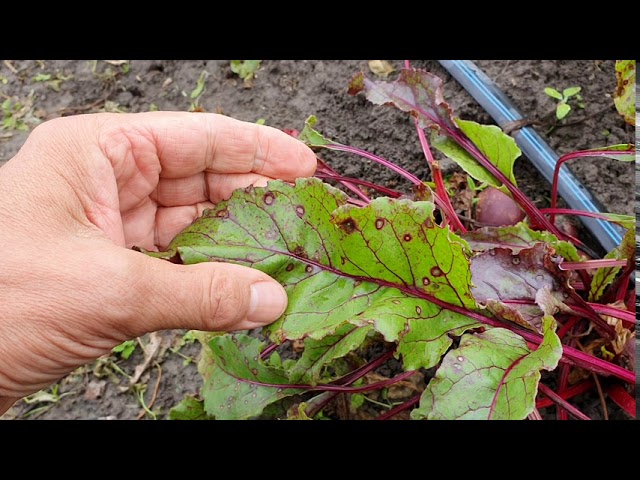 Cékla cerkospórás fertőzése