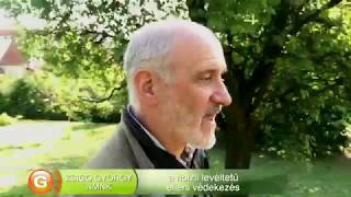 Kiskerti növényvédelem: A ribizli