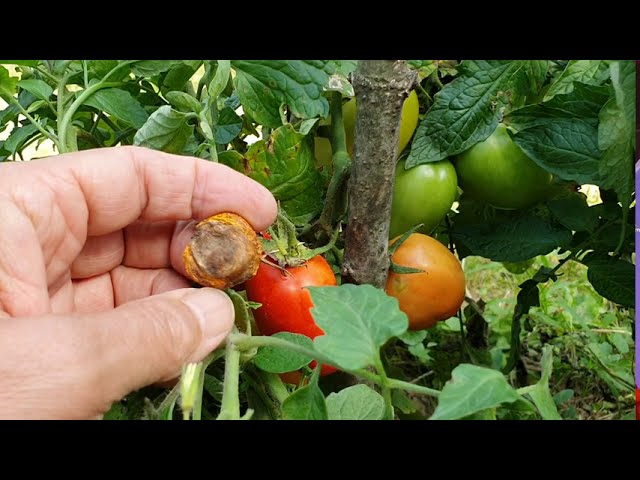 Paradicsom csúcsrothadás