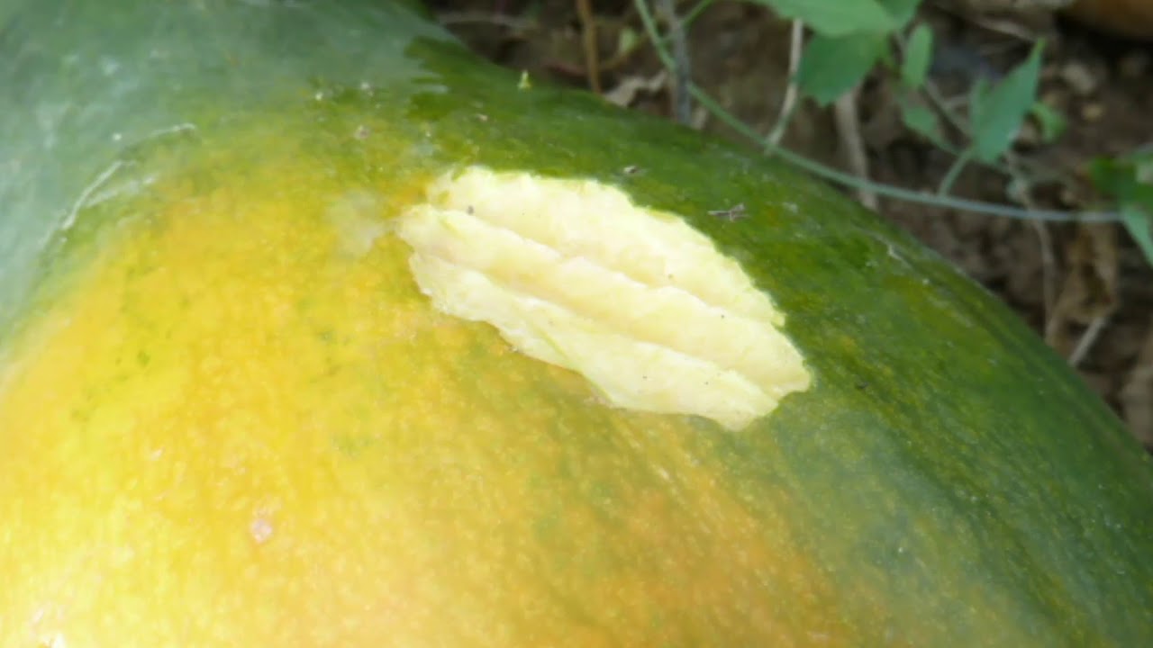 Vadriasztási módszerek