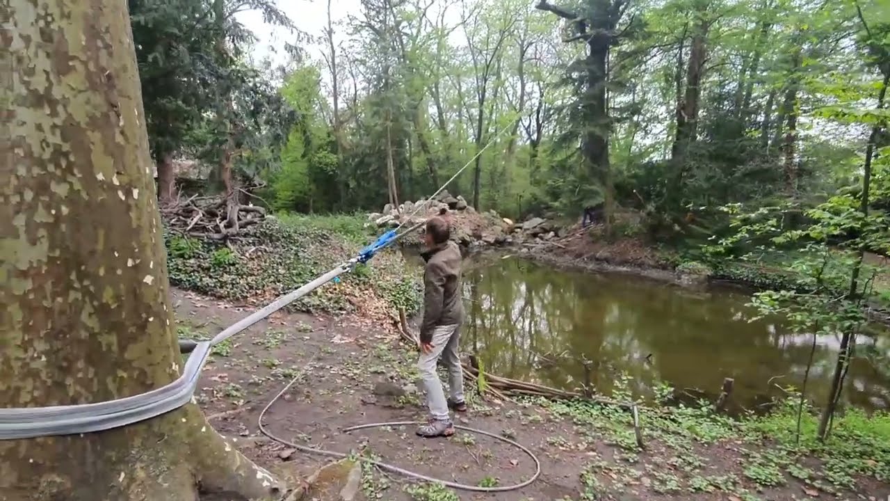 Megdőlt fa vizsgálata a gyakorlatban