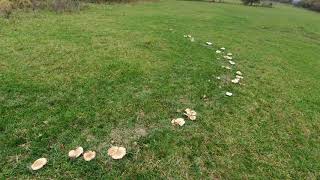 Hogy alakulnak ki a boszorkánykörök?