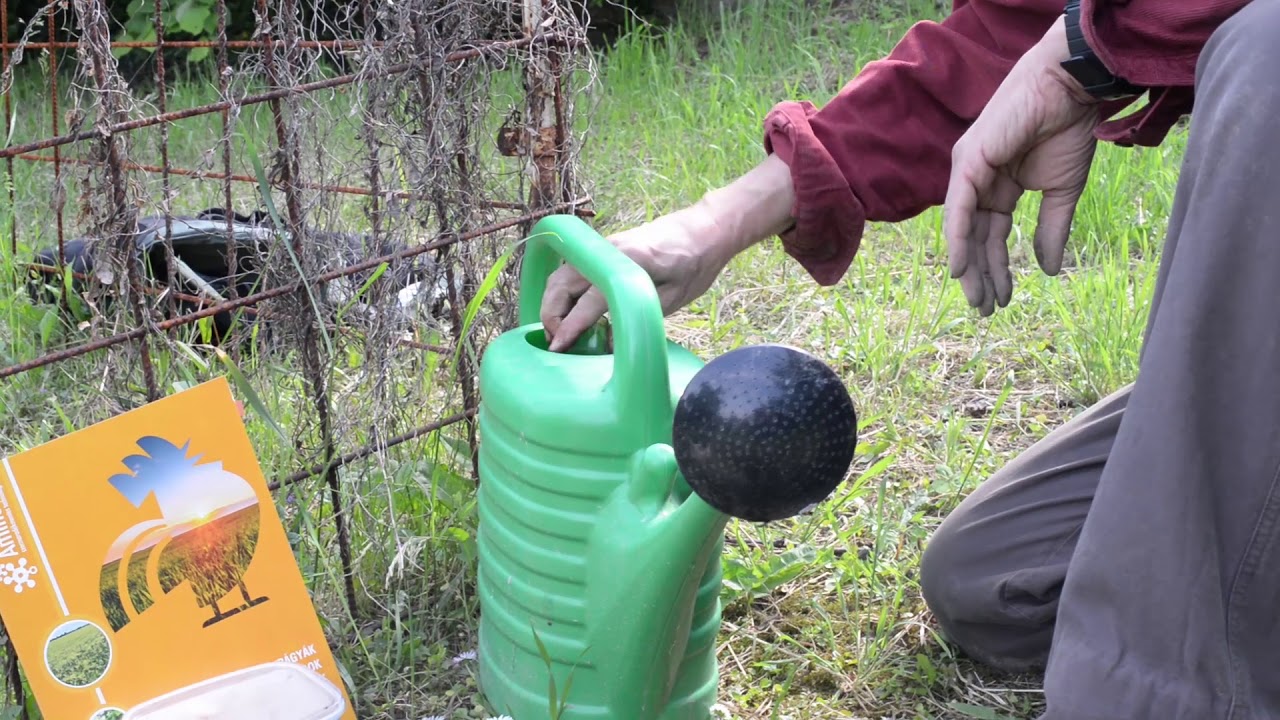 2019. évi cukkini-paradicsom kísérlet (Aminoret technológia) 1. rész
