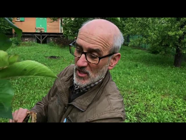 Kiskerti növényvédelem: Meggy