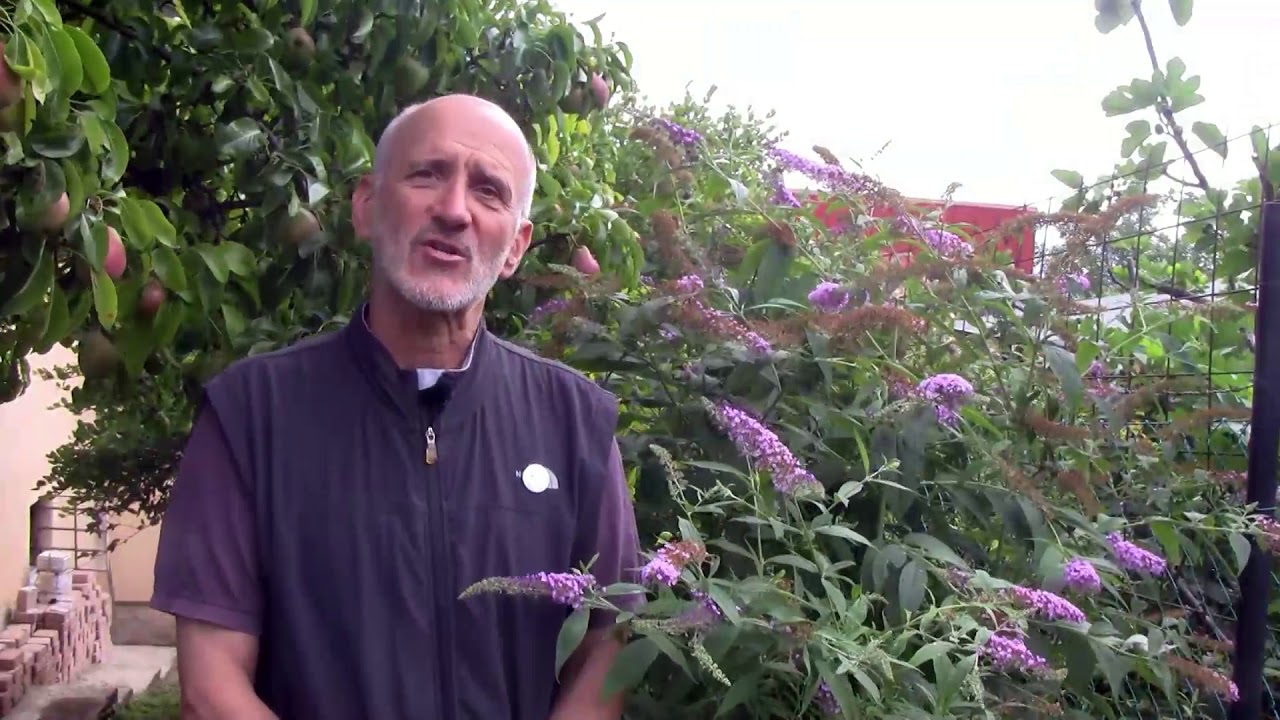 A kerti dísznövények védelme