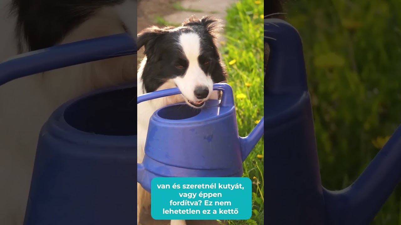 Kutya a kertben – élő webinárium – 2026. 02. 27., 19 óra