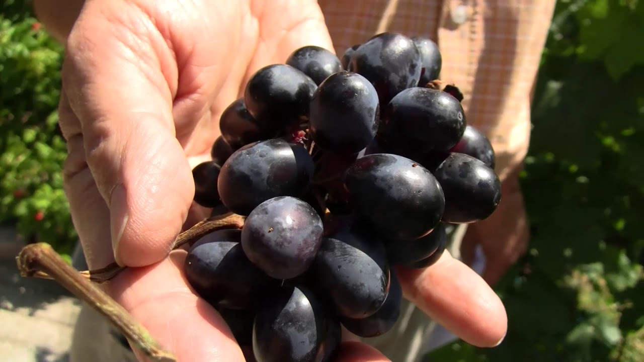Egészséges a szőlő, de a szürkepenész még támadhat