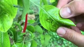 Kiskerti növényvédelem Zsigó Györggyel : A körtelevél rozsda