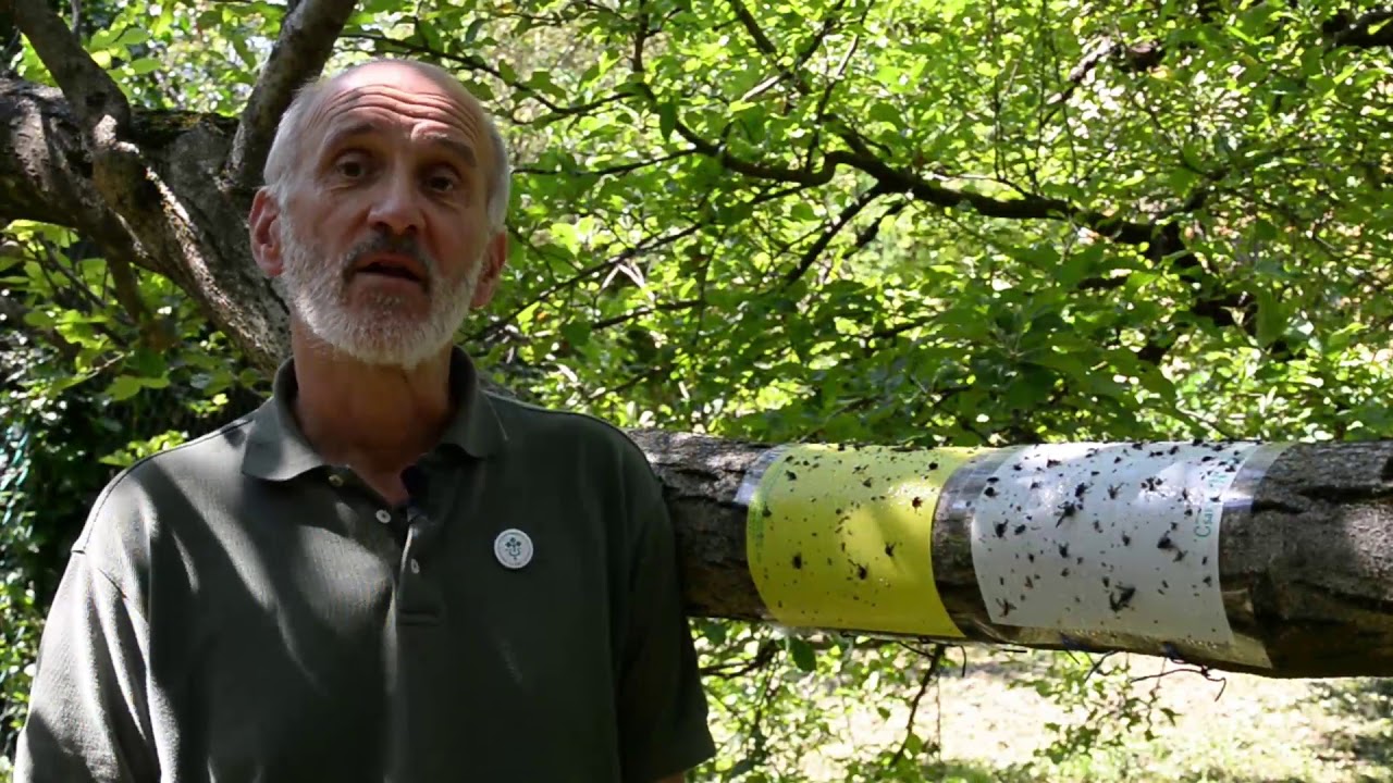 A sárgalap szerepe a növényvédelmi előrejelzésben