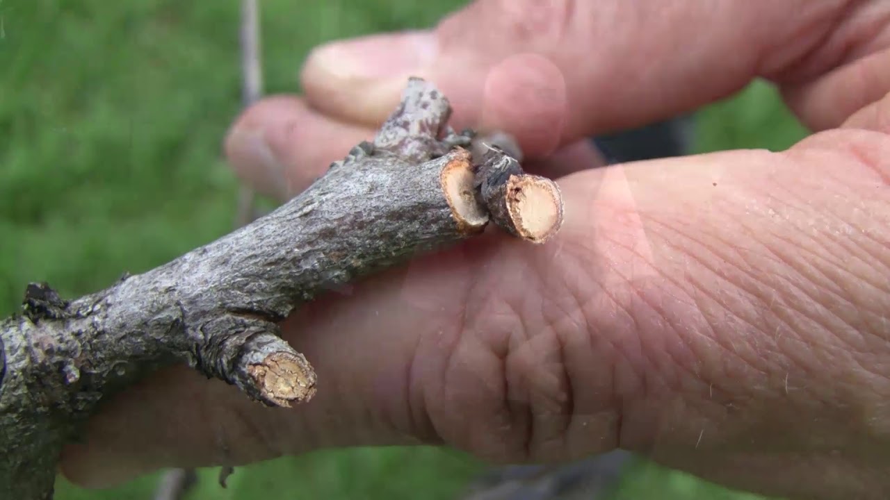 Az őszibarack tafrinája és a védekezés lehetőségei 2018