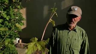 Kiskerti növényvédelem: A szőlőmoly webes megfigyelése hétről-hétre