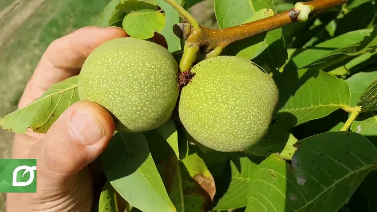 Már nem csak a dióburok-fúrólégytől kukacos a dió!