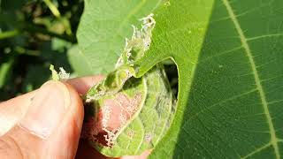 Fügelevél moly kártétele