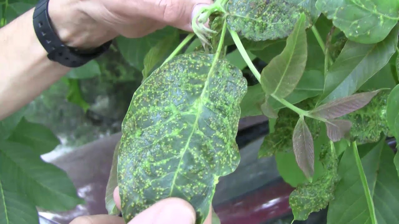 Dió, megjelentek a levéltetvek és kezdődő baktériumos fertőzés tünetei is