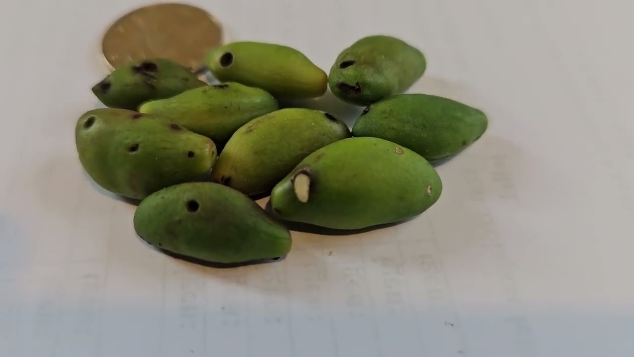 A poloskaszagú szilvadarázs kártétele