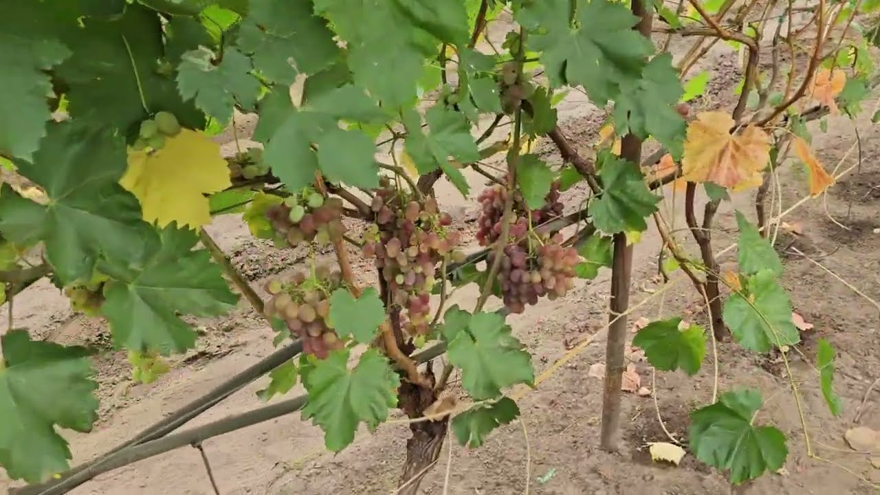 Öko-csemegeszőlő ültetvényben jártunk