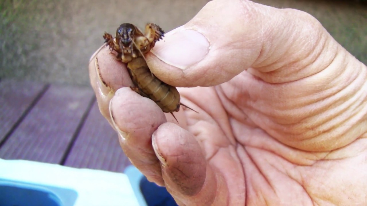 Nemastar lótücsök elleni bio rovarölő szer - kísérlet ellenőrzés I. rész