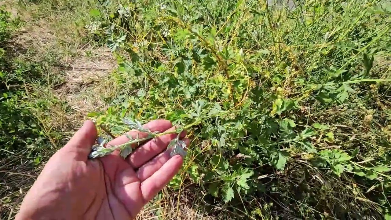 Aranka: A növényvilág legagresszívebb parazitája