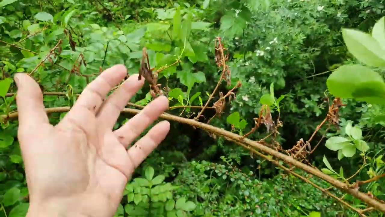 Monilia fertőzés dísznövényeken