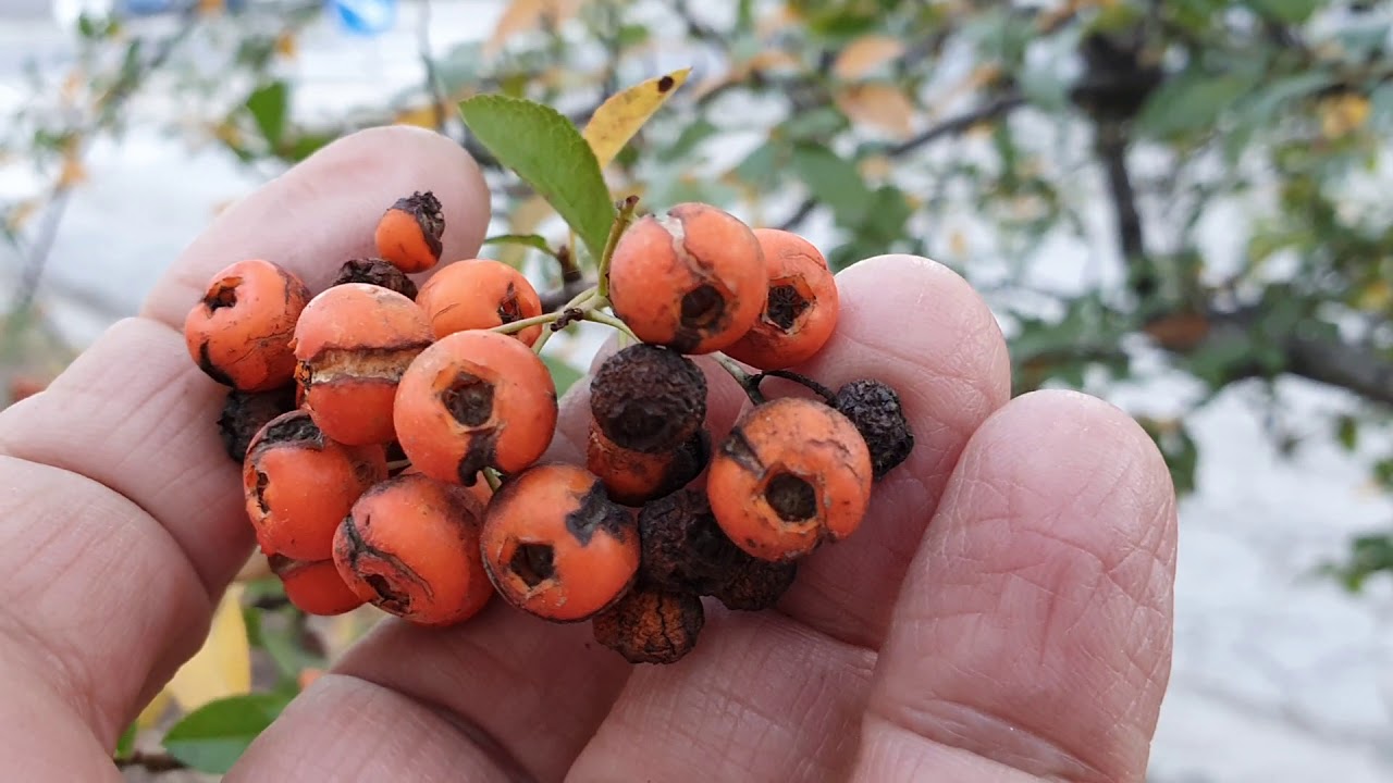 Tűztövis varasodása