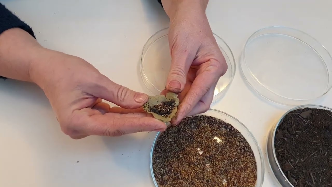 Vetőmag labda készítés