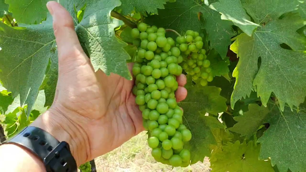 Makulátlan szőlő ültetvény