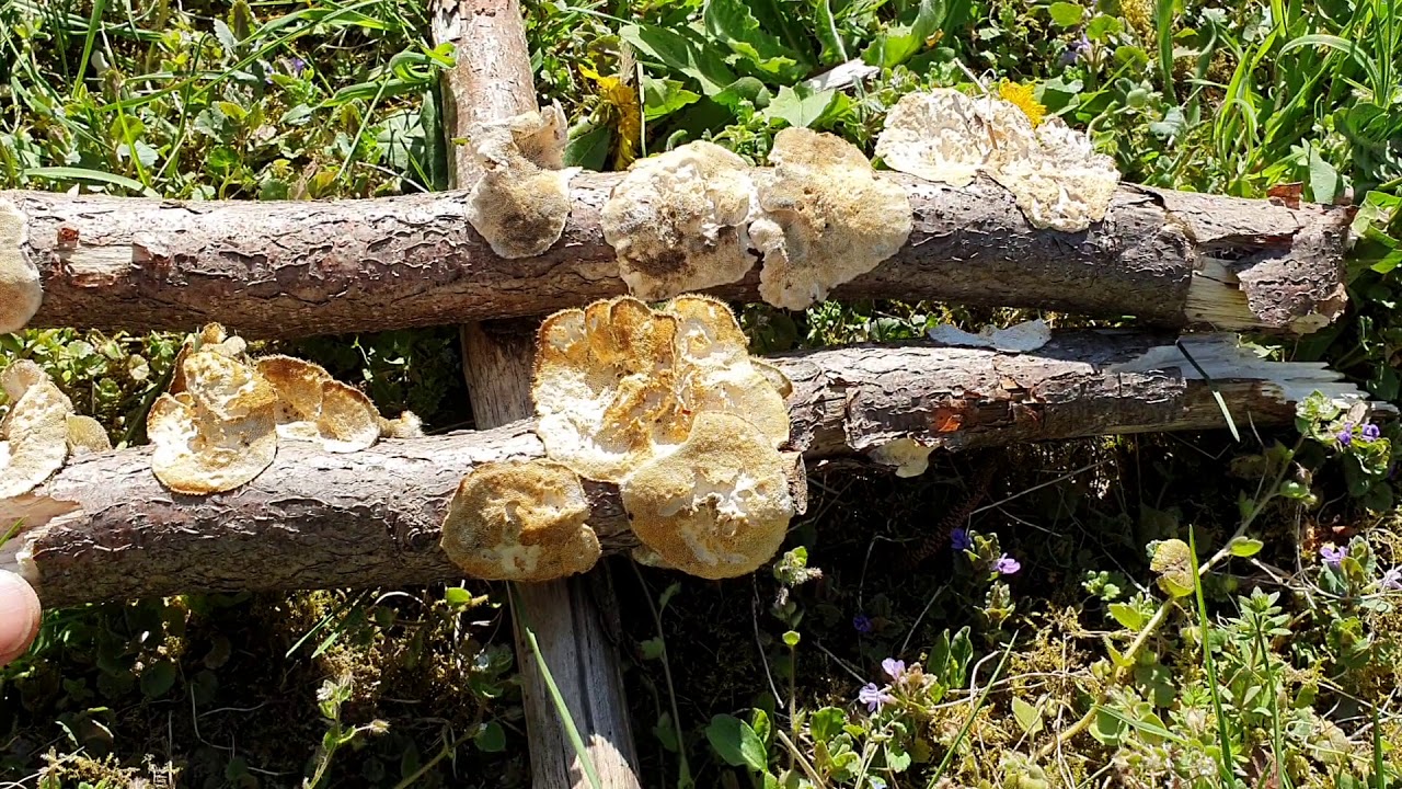 Taplógomba a gyümölcsfákon - Zsígó György