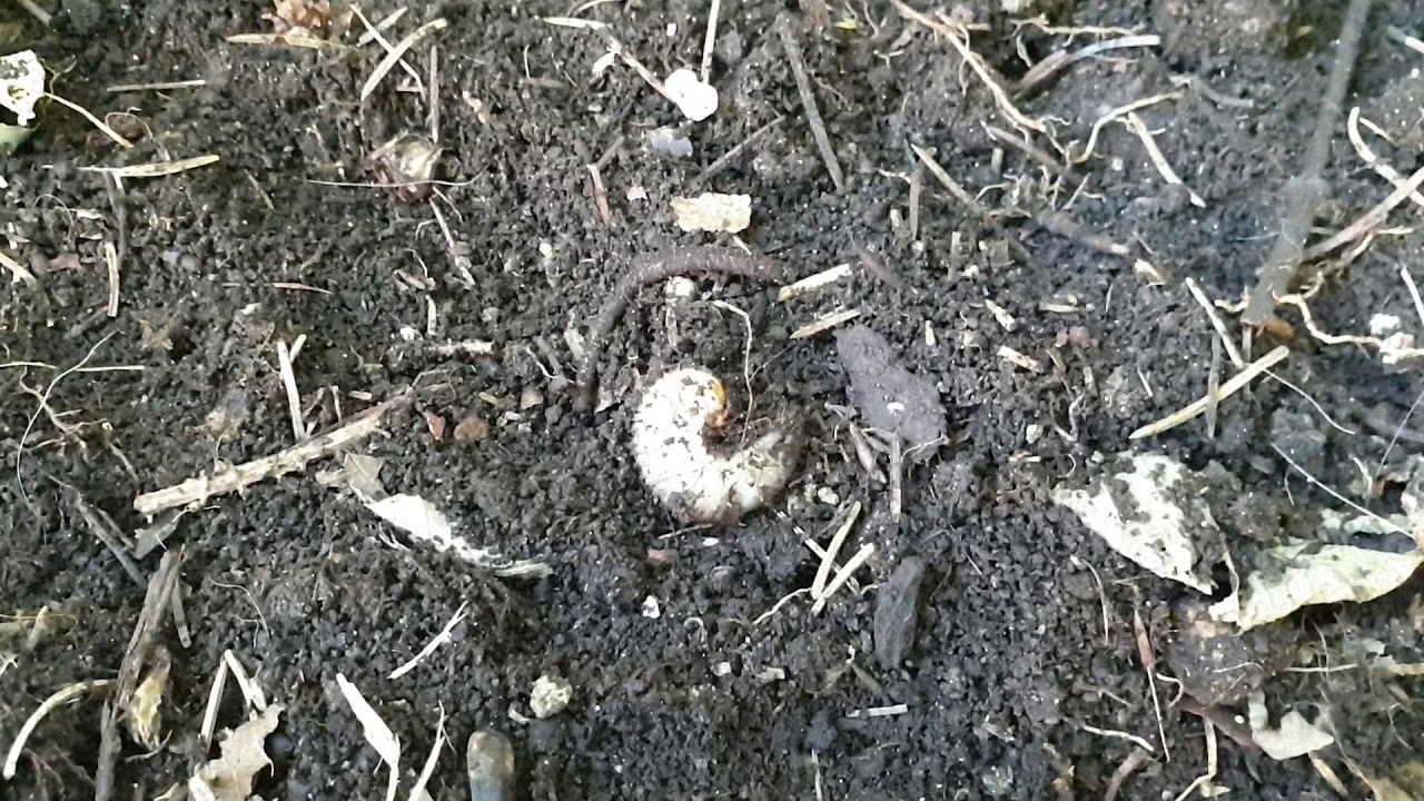 Pajorok a komposztban