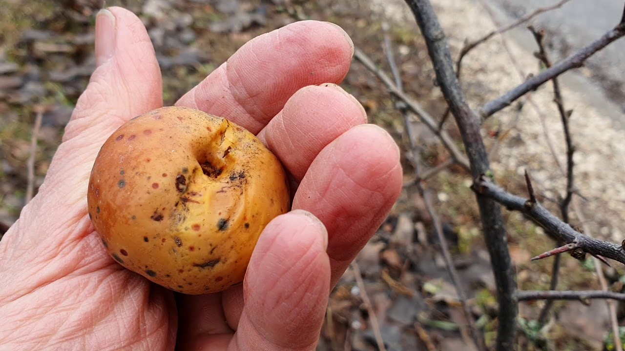 Pajzstetvek a dísznövényeken
