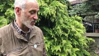 Kiskerti növényvédelem Zsigó Györggyel : Kabóca lárva kártétele rózsán