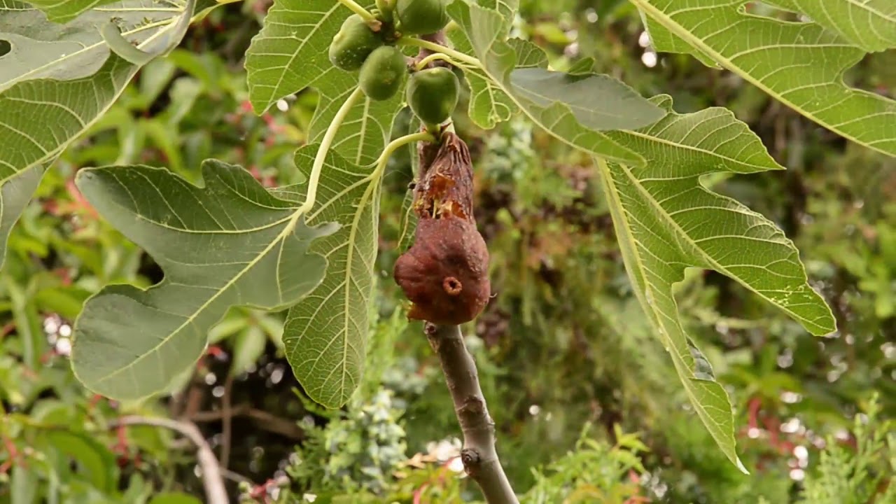 Füge növényvédelme