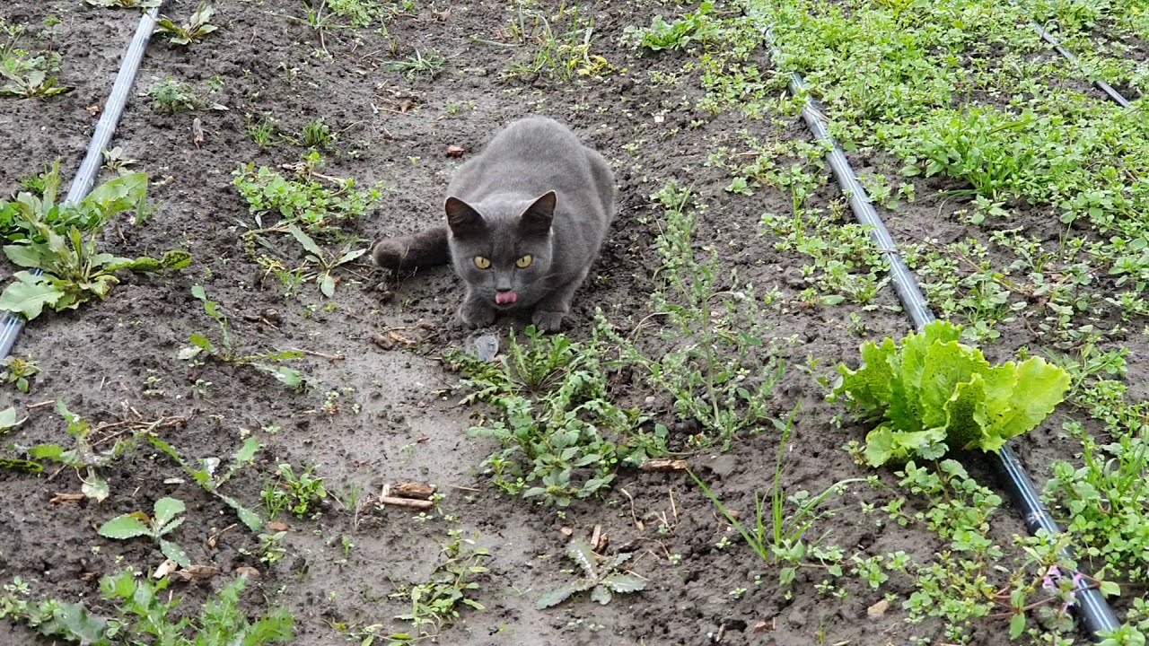 Macska szerepe a növényvédelembe