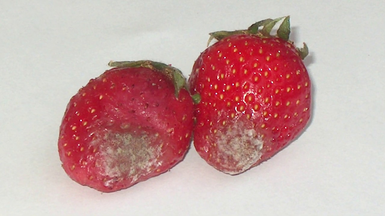 Bogyósoknál védekezni kell a szürkepenész ellen