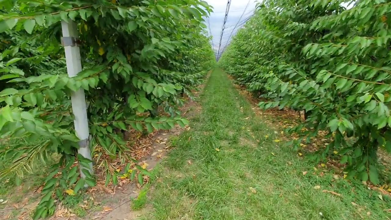 Alany használat a gyümölcstermesztésben