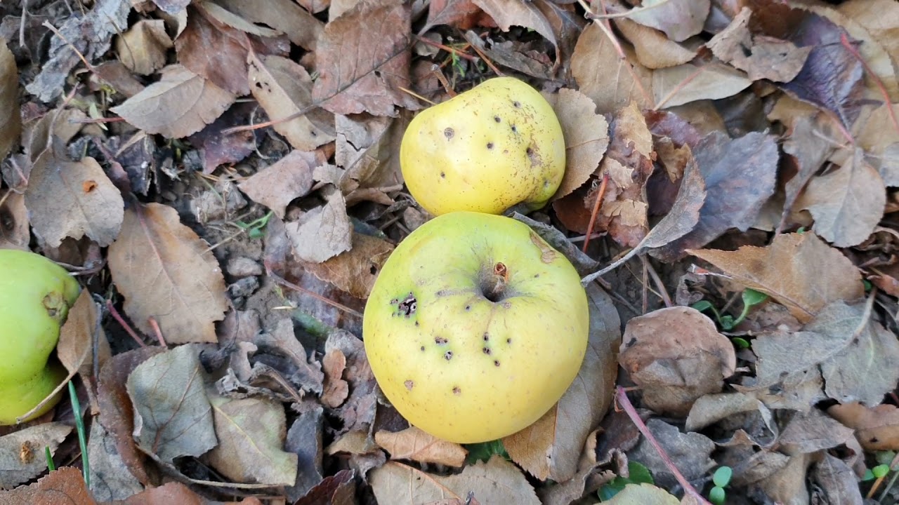 Milyen kártételeket találunk a hullott almán