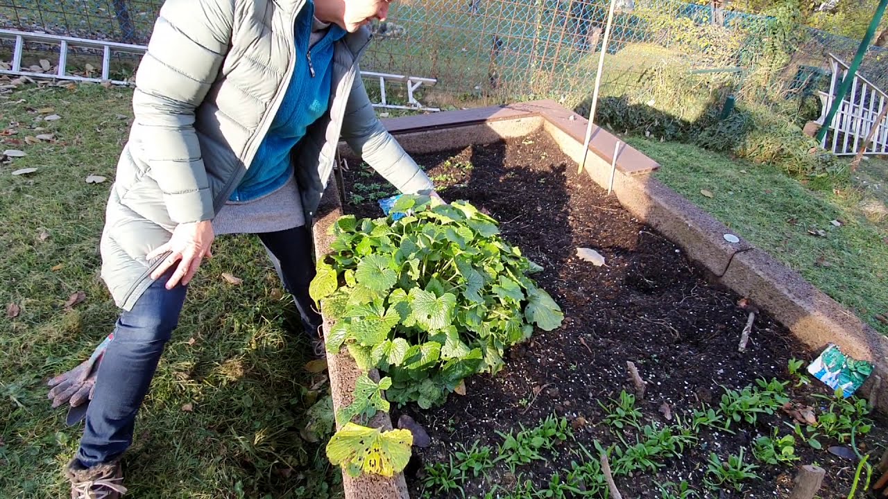 Vaszabi - Japán Vizitorma