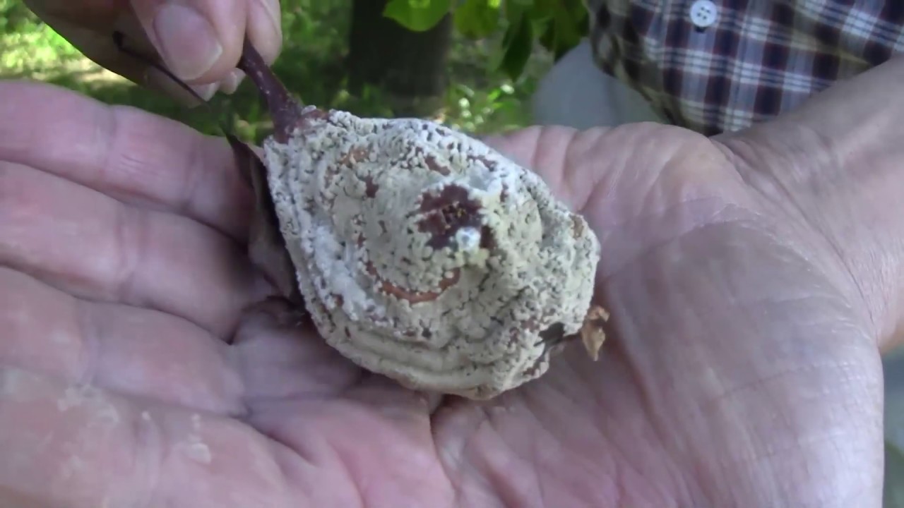 Az almatermésűek gyümölcsfertőző moníliája