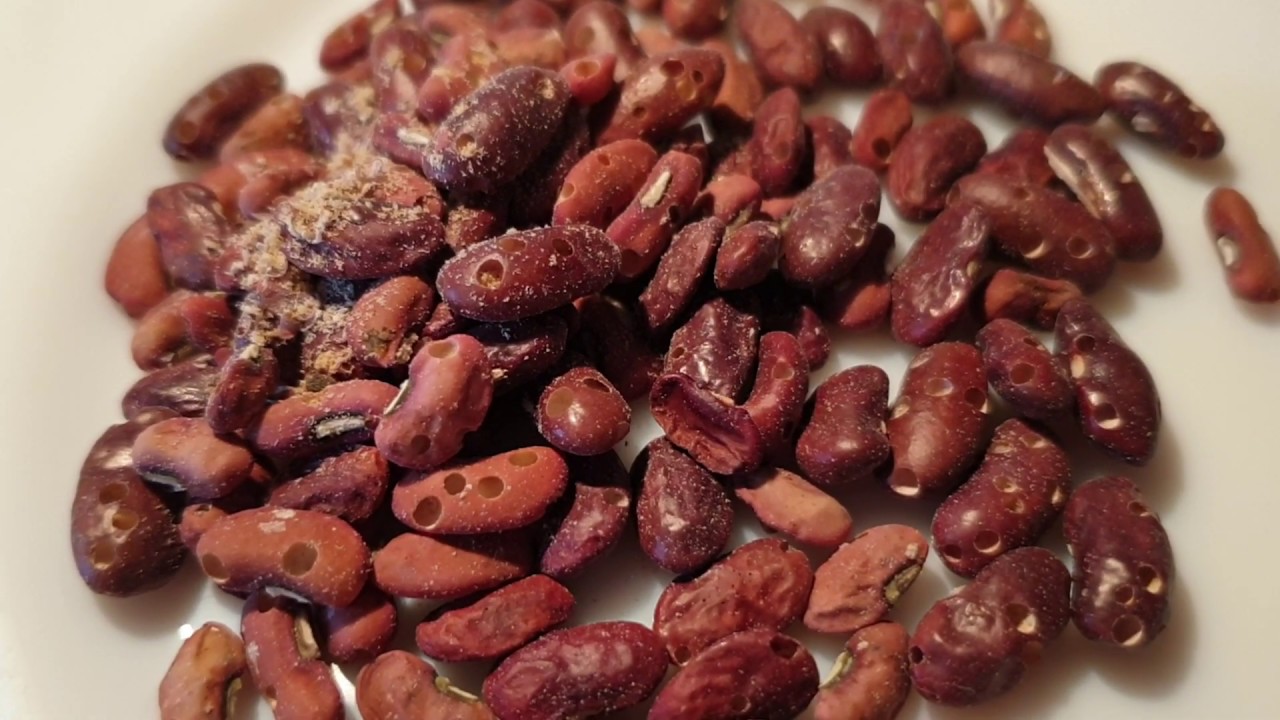 Bab zsizsik kártétele