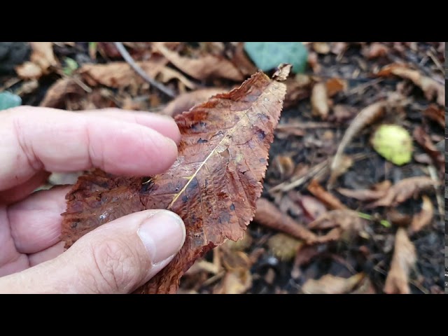 Vadgesztenye aknázómoly elleni védekezés lehetősége